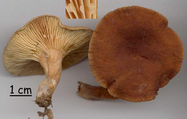 Lactarius serifluus